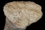 Fossil Ankylosaur Tibia on Metal Stand - Montana #176370-8